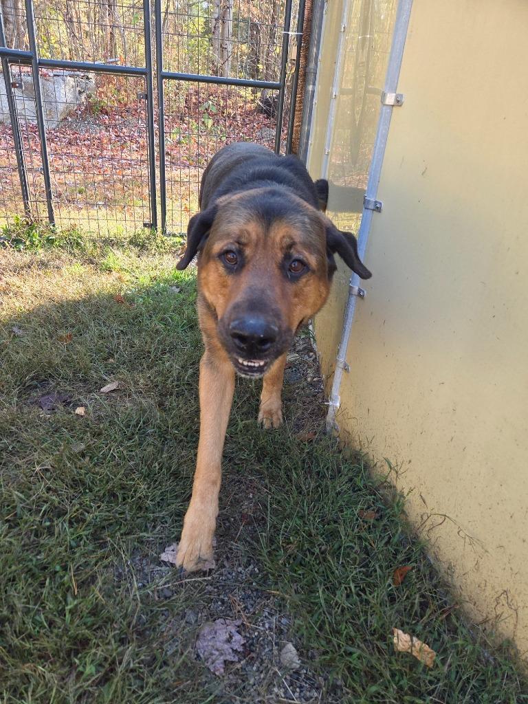 Smallie, Adoptable, Adult Male Shepherd & Rottweiler.