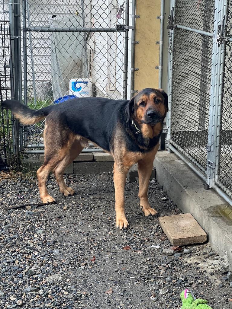 Enlarge Smallie, a Adoptable mixed breed in Lunenburg, VT image 2/2