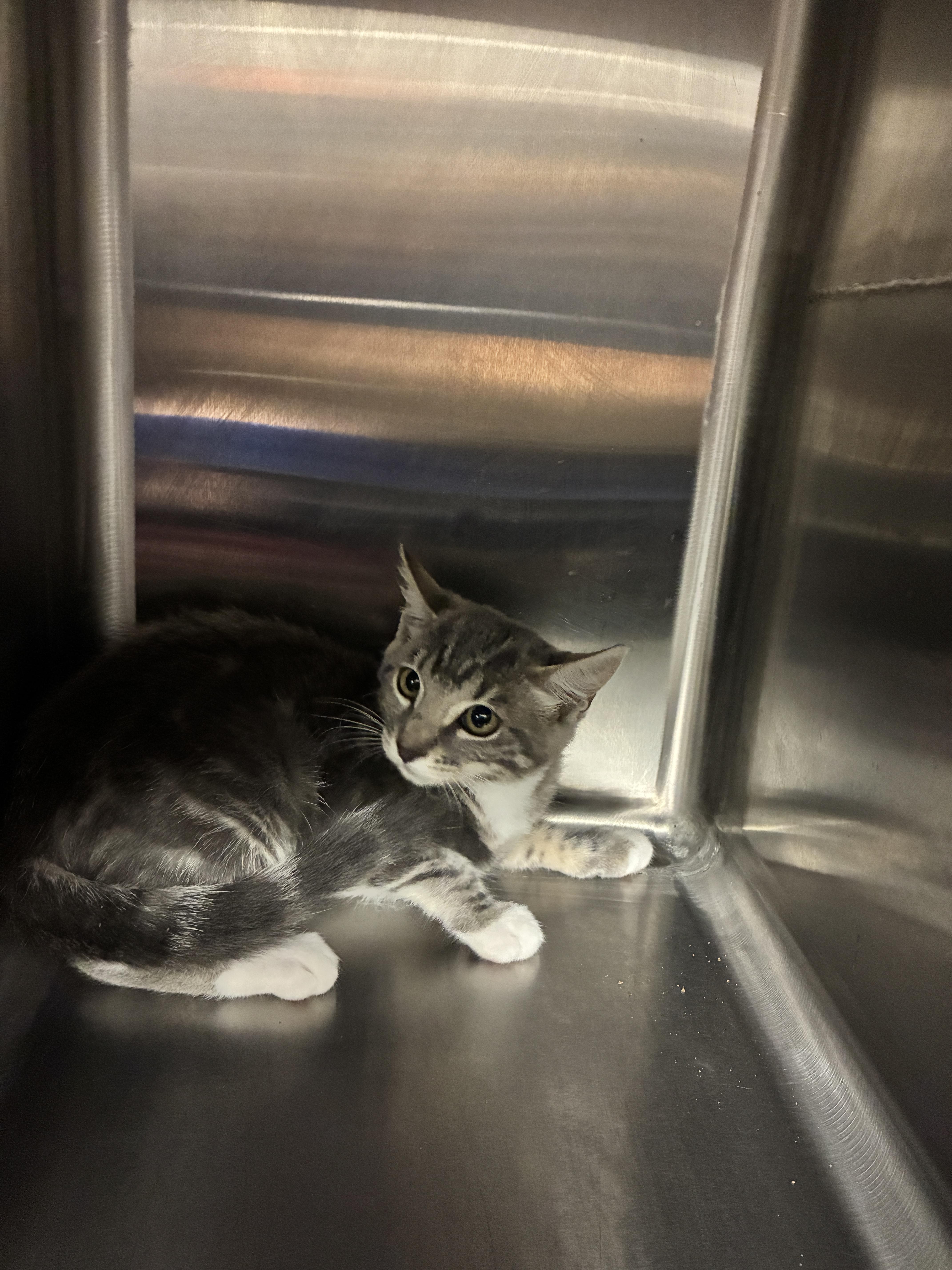 Kiko, Adoptable, Kitten Female Domestic Short Hair.