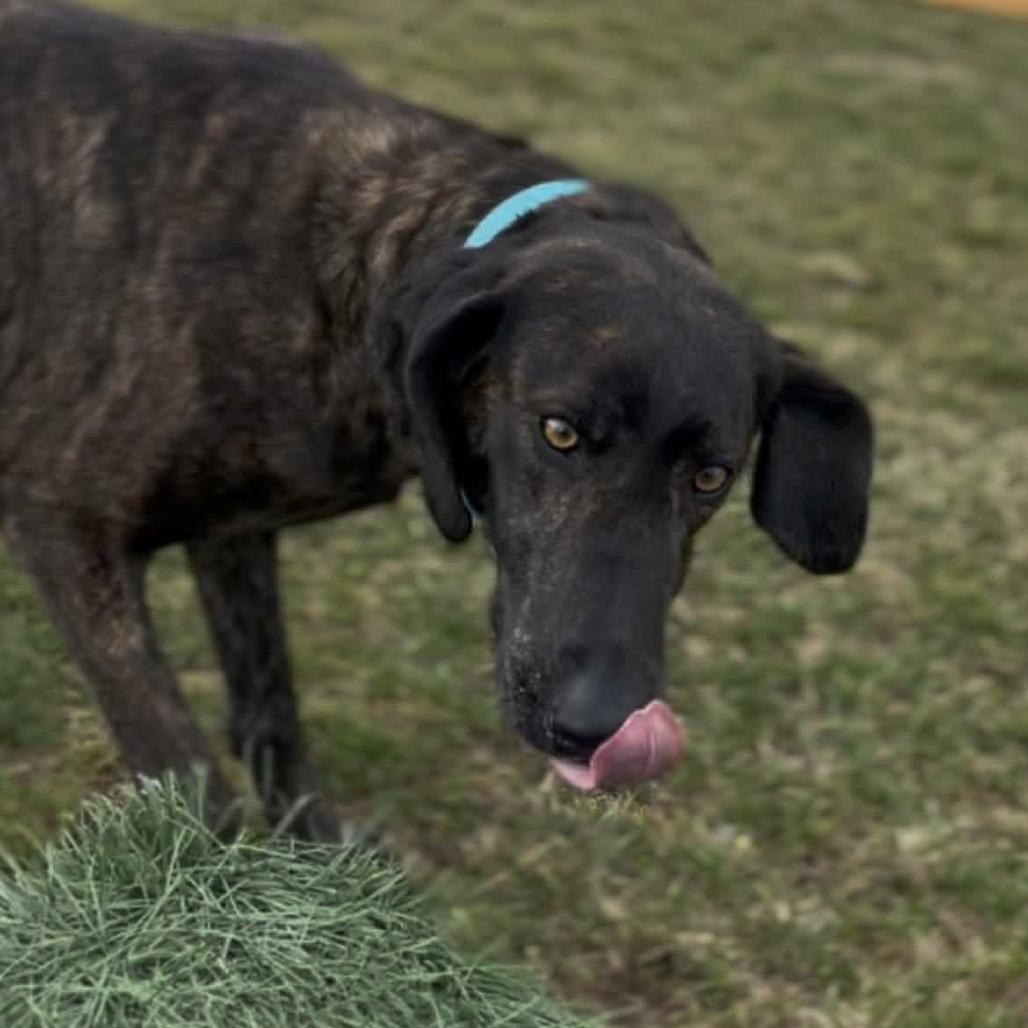 Peppercorn, Adoptable, Adult Female Plott Hound & Greyhound.
