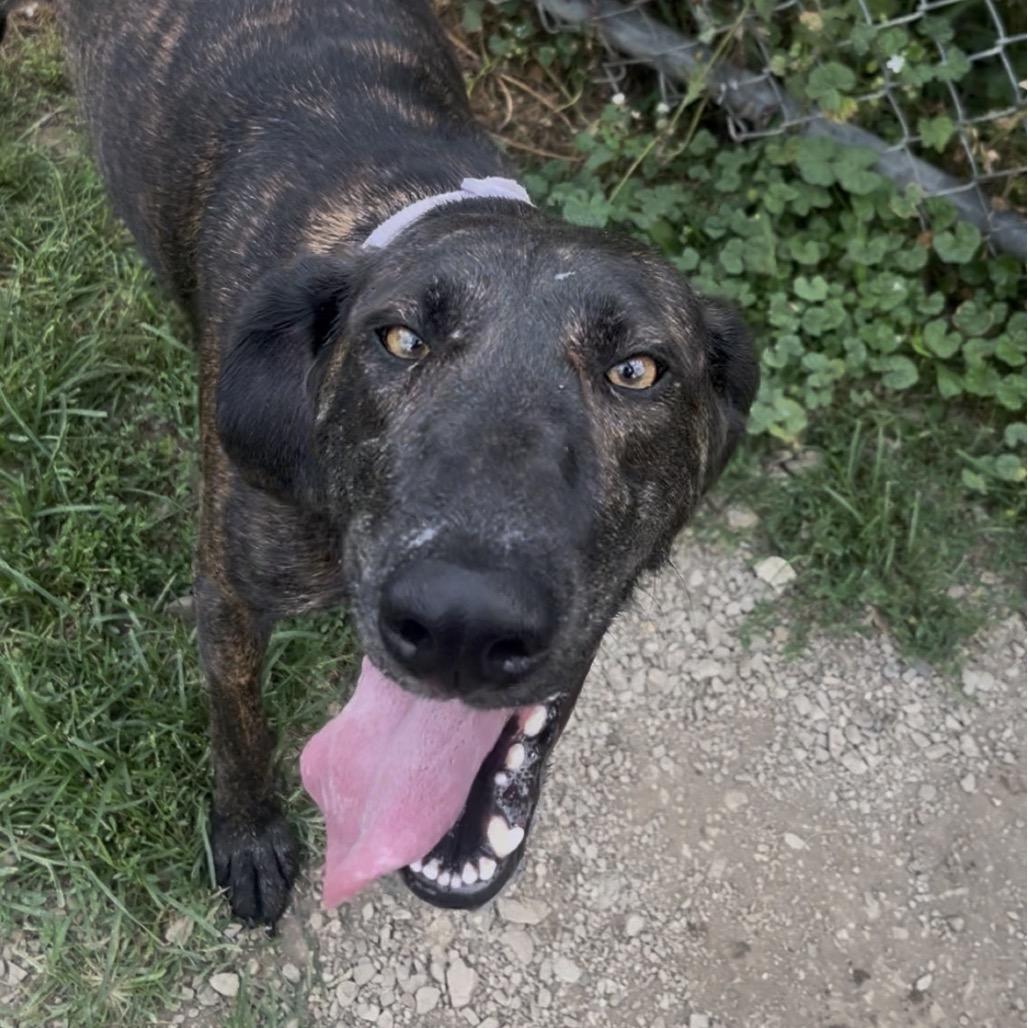 Peppercorn, a Adoptable mixed breed in Marysville, OH image 2/6