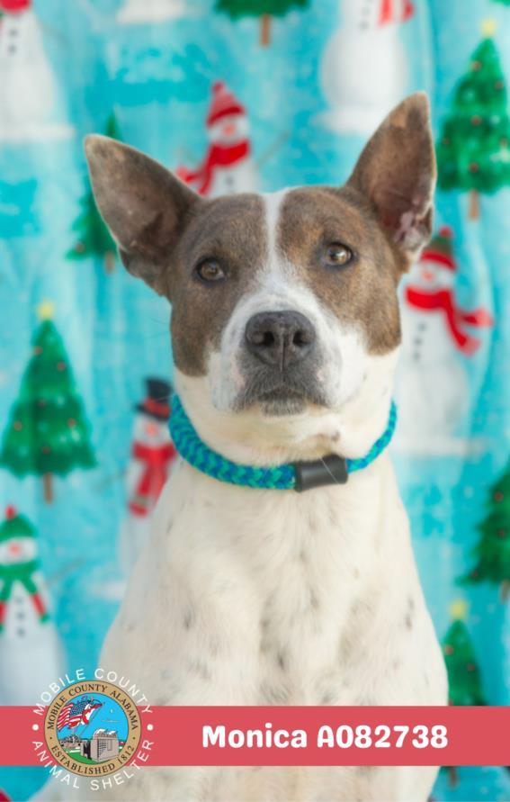 Enlarge MONICA, a Adoptable mixed breed in Mobile, AL image 1/1