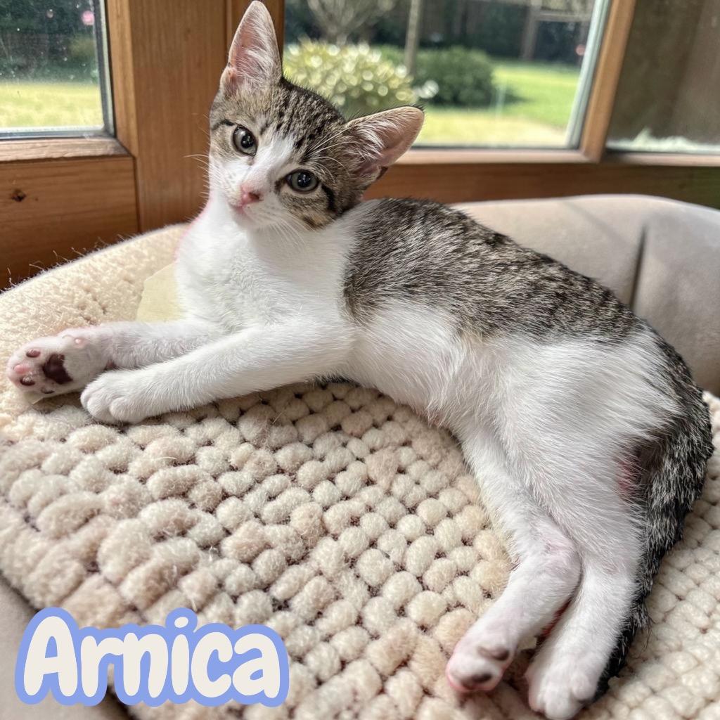 Arnica, Adoptable, Kitten Female Domestic Short Hair.