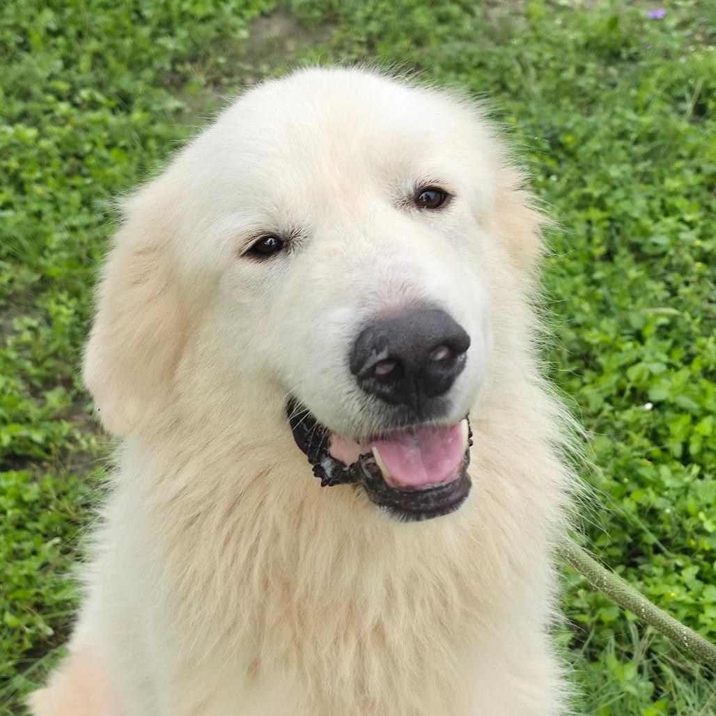 Great Pyrenees for Adoption in St Clairsville, Ohio | Petfinder