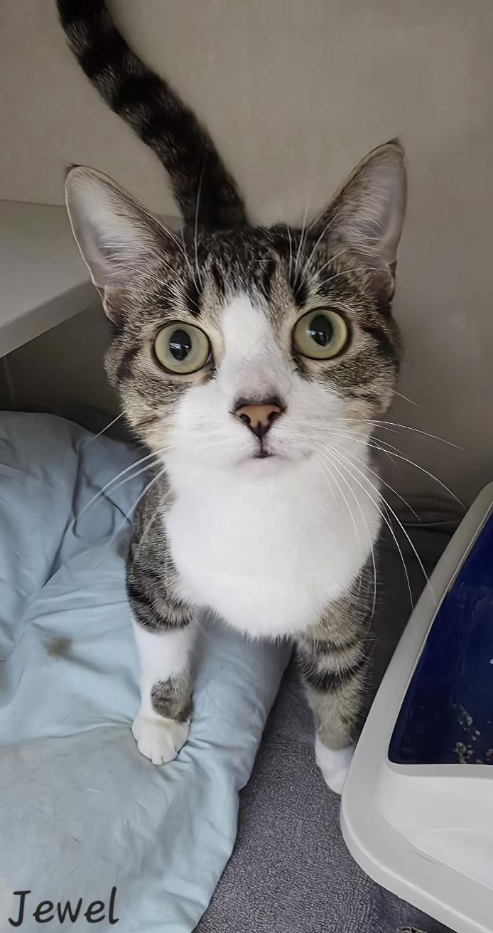 Jewel, a ADOPTABLE Domestic Short Hair in Key Largo, FL image 5/6