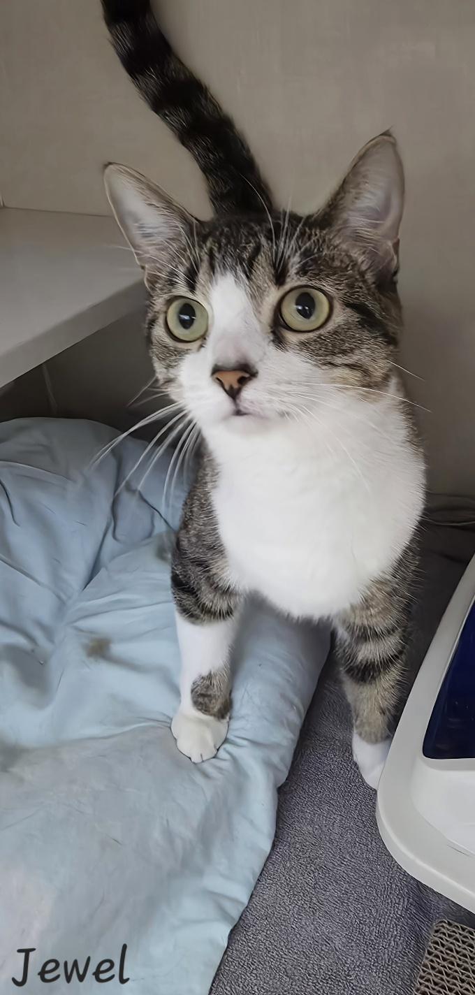 Jewel, a ADOPTABLE Domestic Short Hair in Key Largo, FL image 6/6