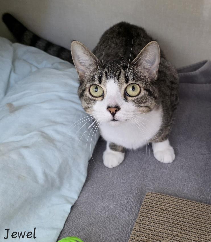 Jewel, a ADOPTABLE Domestic Short Hair in Key Largo, FL image 2/6