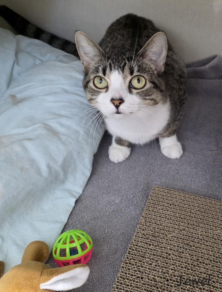 Jewel, ADOPTABLE, Adult Female Domestic Short Hair.
