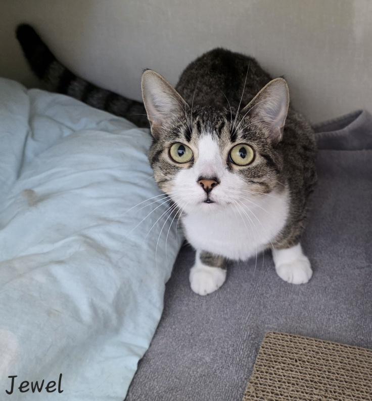 Jewel, a ADOPTABLE Domestic Short Hair in Key Largo, FL image 3/6