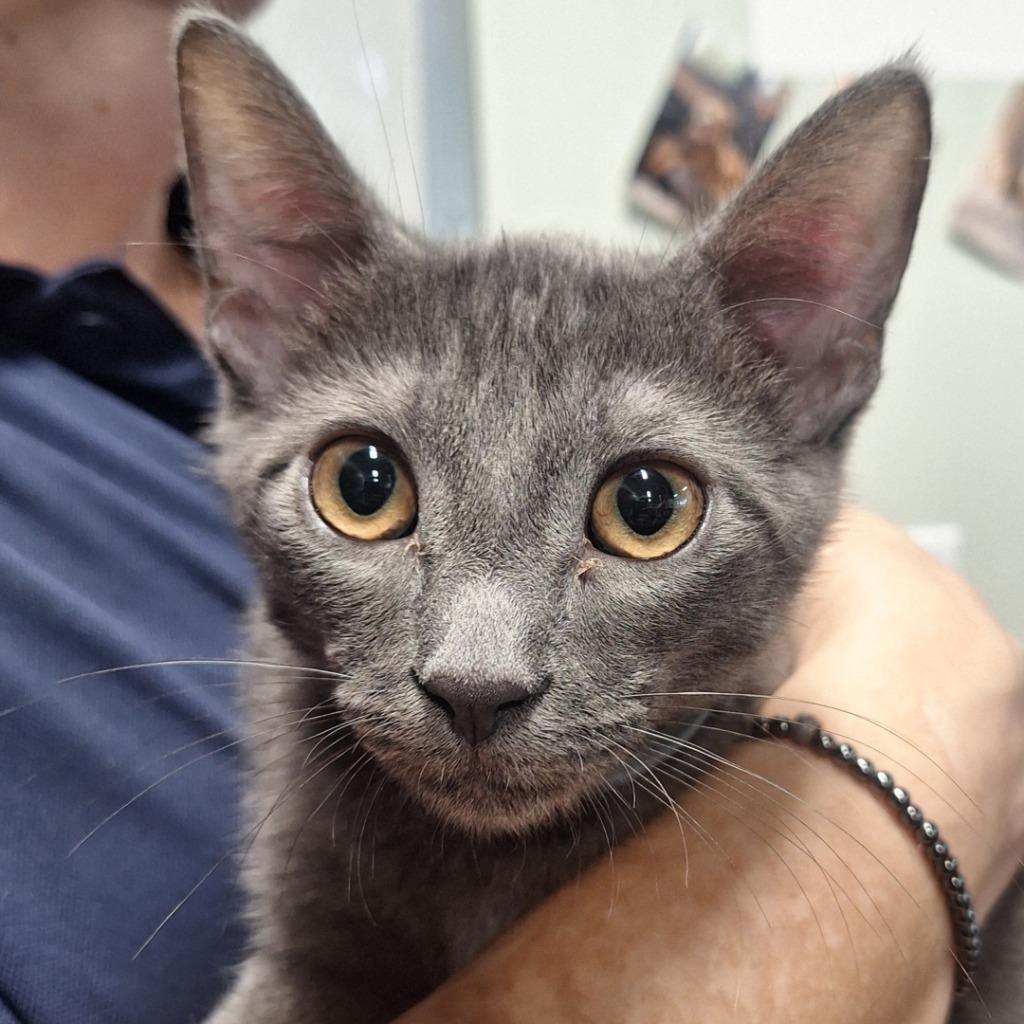 Storm, Adoptable, Young Male Domestic Short Hair.