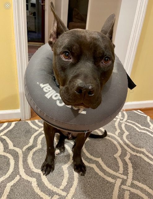 THOMAS aka "The Professor", a Adoptable mixed breed in Media, PA image 1/5