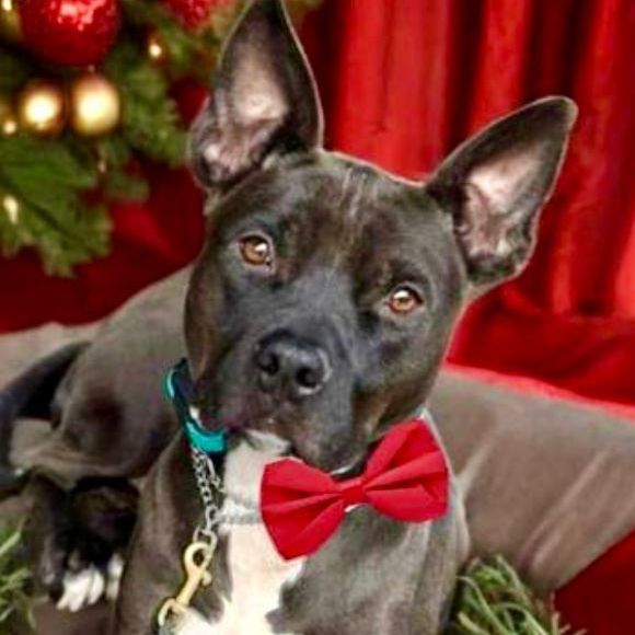 THOMAS aka "The Professor", a Adoptable mixed breed in Media, PA image 3/5