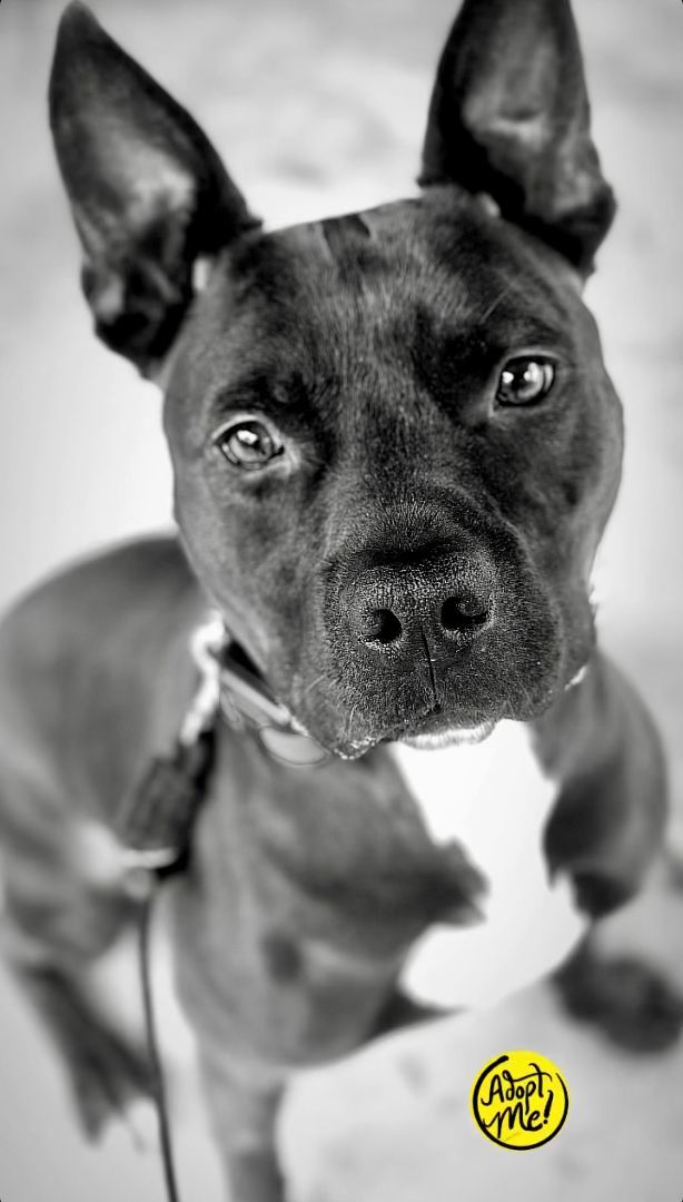 THOMAS aka "The Professor", a Adoptable mixed breed in Media, PA image 4/5