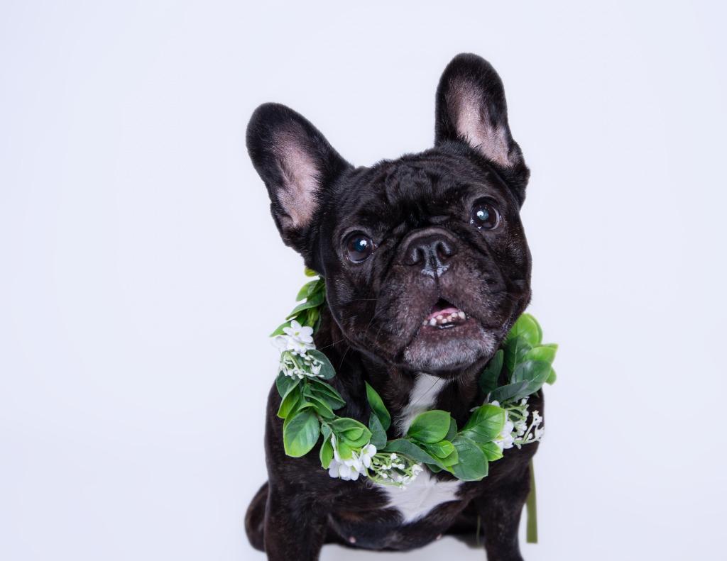 Enlarge Chiclet *special needs*, a Adoptable French Bulldog in Gardena, CA image 1/6