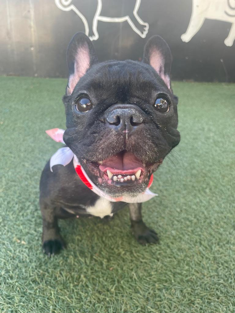 Chiclet *special needs*, Adoptable, Adult Female French Bulldog.