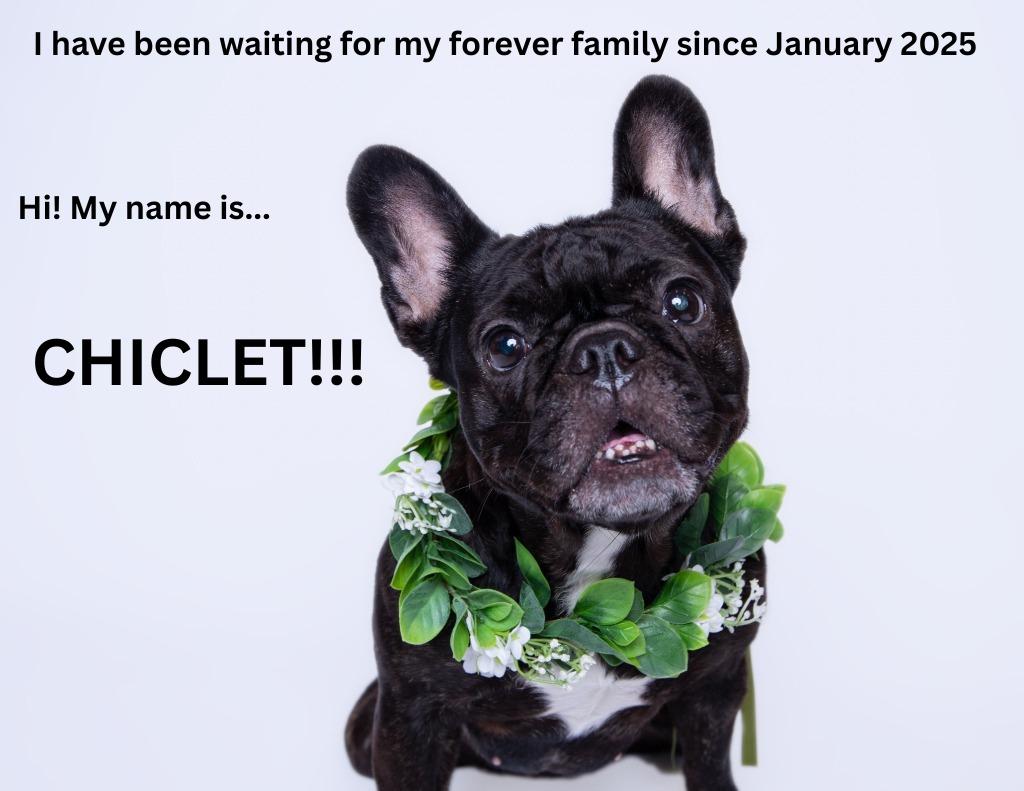 Enlarge Chiclet *special needs*, a Adoptable French Bulldog in Gardena, CA image 3/6
