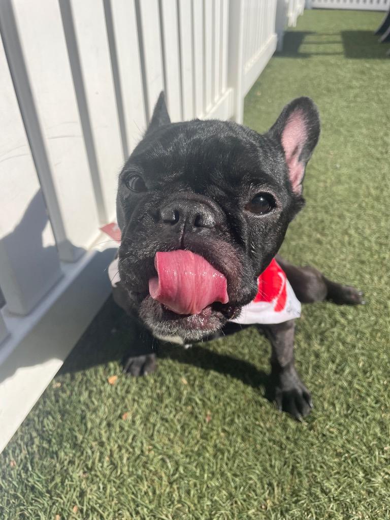 Enlarge Chiclet *special needs*, a Adoptable French Bulldog in Gardena, CA image 5/6