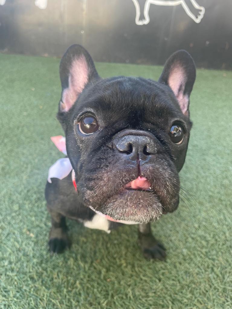 Enlarge Chiclet *special needs*, a Adoptable French Bulldog in Gardena, CA image 6/6