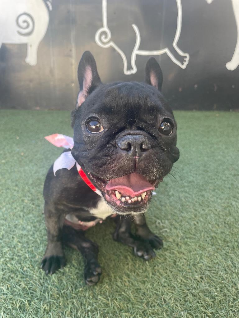 Enlarge Chiclet *special needs*, a Adoptable French Bulldog in Gardena, CA image 4/6