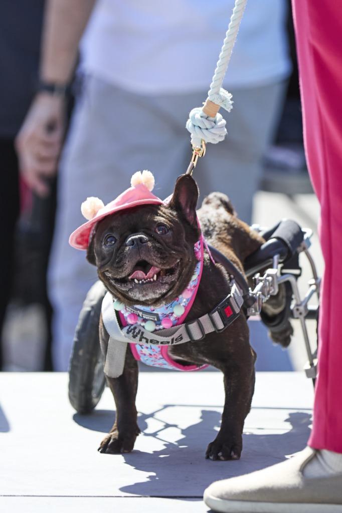 Chiclet *special needs*, a Adoptable French Bulldog in Gardena, CA image 4/6