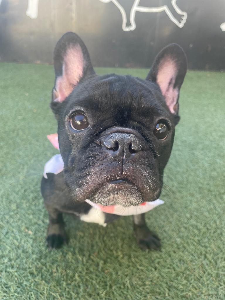 Enlarge Chiclet *special needs*, a Adoptable French Bulldog in Gardena, CA image 6/6