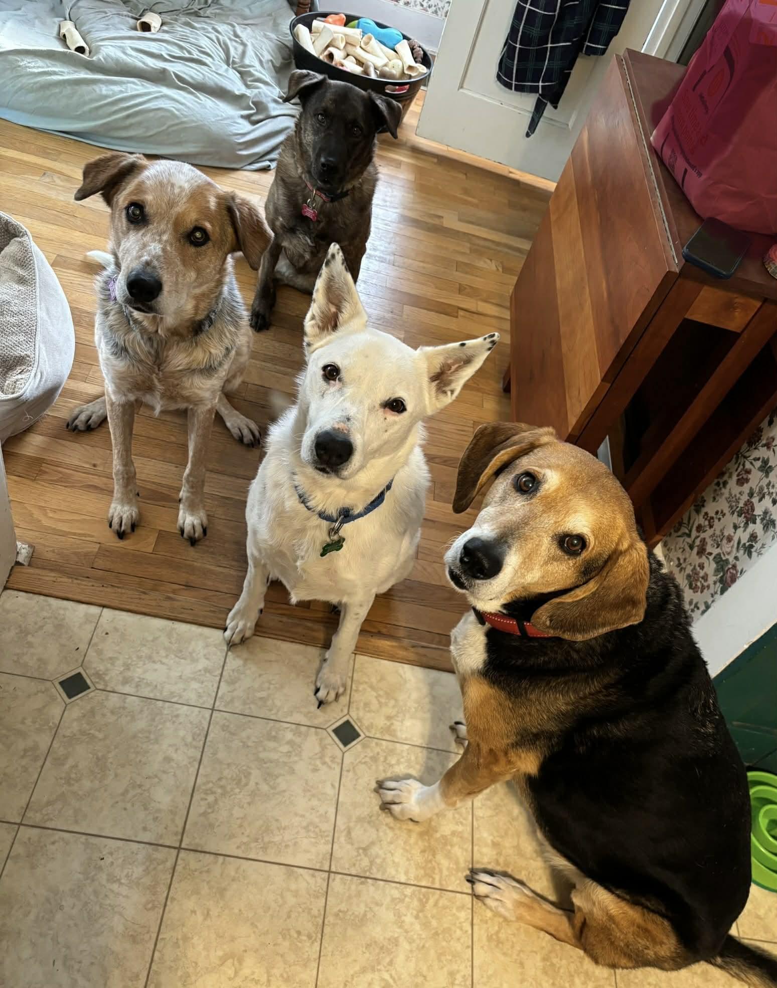 Cain, a Adoptable Shepherd in Quincy, MI image 1/5