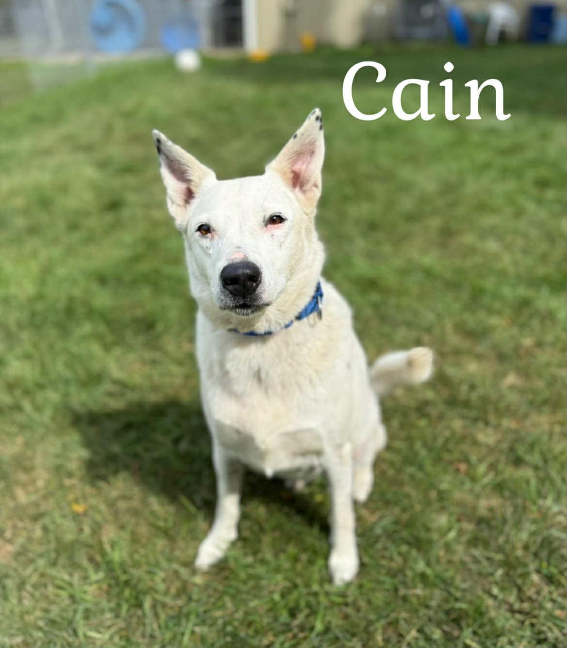 Cain, a Adoptable Shepherd in Quincy, MI image 2/5