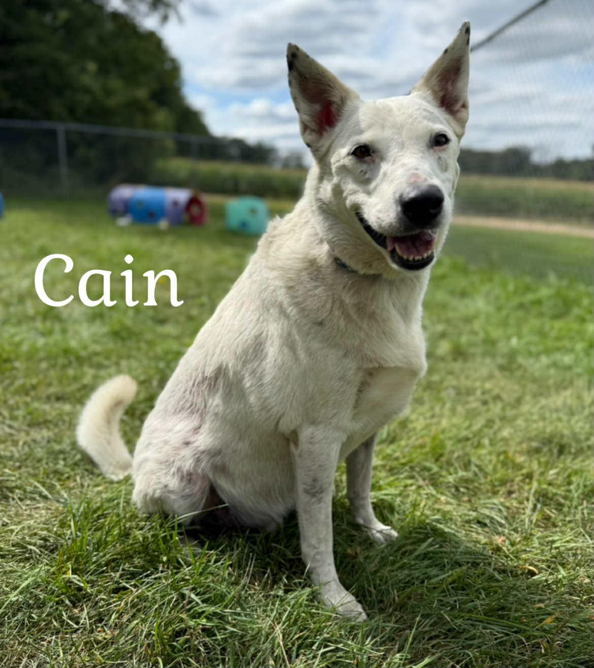 Cain, a Adoptable Shepherd in Quincy, MI image 3/5