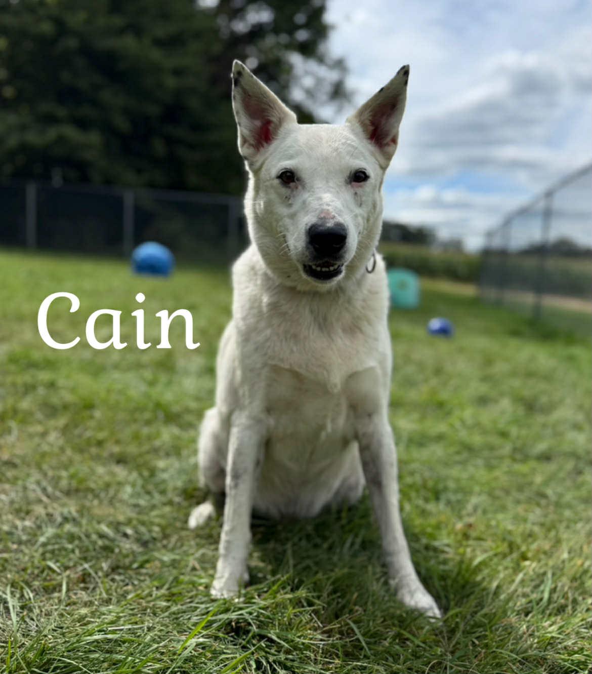 Cain, a Adoptable Shepherd in Quincy, MI image 4/5
