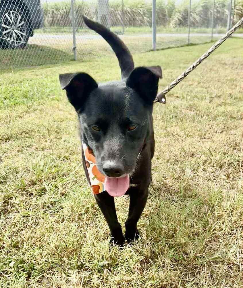 Enlarge Bandit, a Adoptable mixed breed in Scott, LA image 1/6