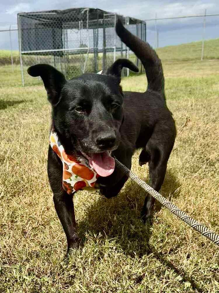 Enlarge Bandit, a Adoptable mixed breed in Scott, LA image 2/6