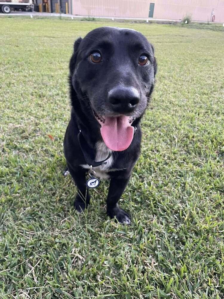 Enlarge Bandit, a Adoptable mixed breed in Scott, LA image 3/6