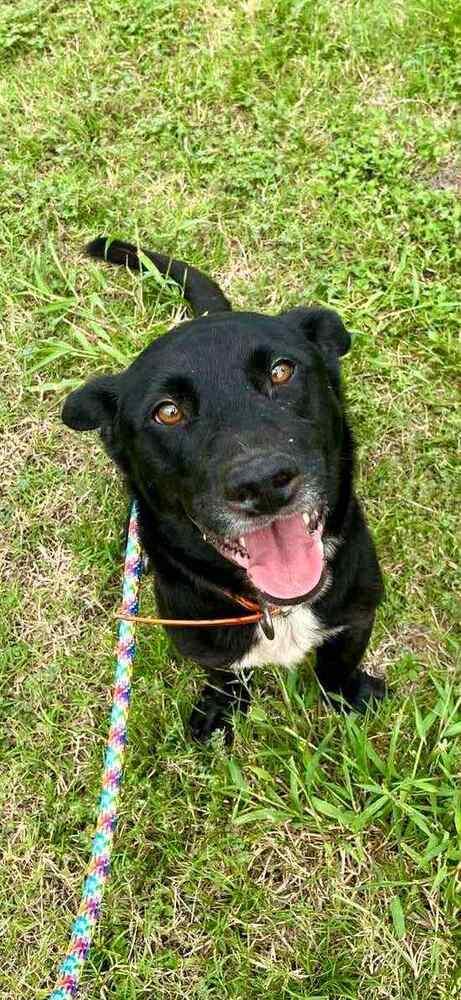 Enlarge Bandit, a Adoptable mixed breed in Scott, LA image 4/6
