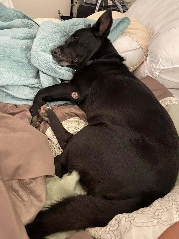 Enlarge Bandit, a Adoptable mixed breed in Scott, LA image 5/6