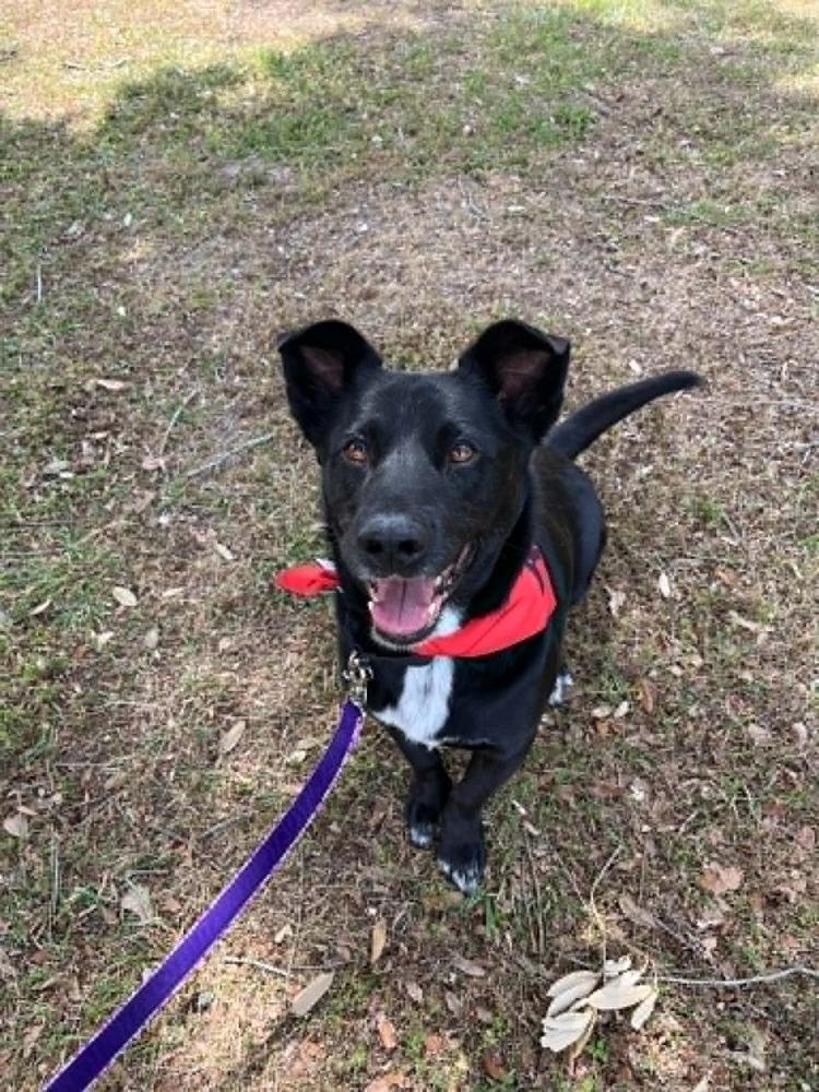 Enlarge Bandit, a Adoptable mixed breed in Scott, LA image 5/6