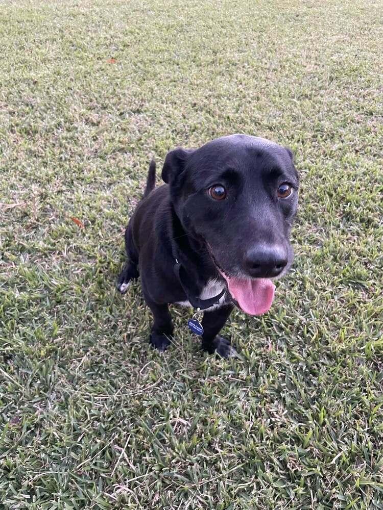 Enlarge Bandit, a Adoptable mixed breed in Scott, LA image 6/6