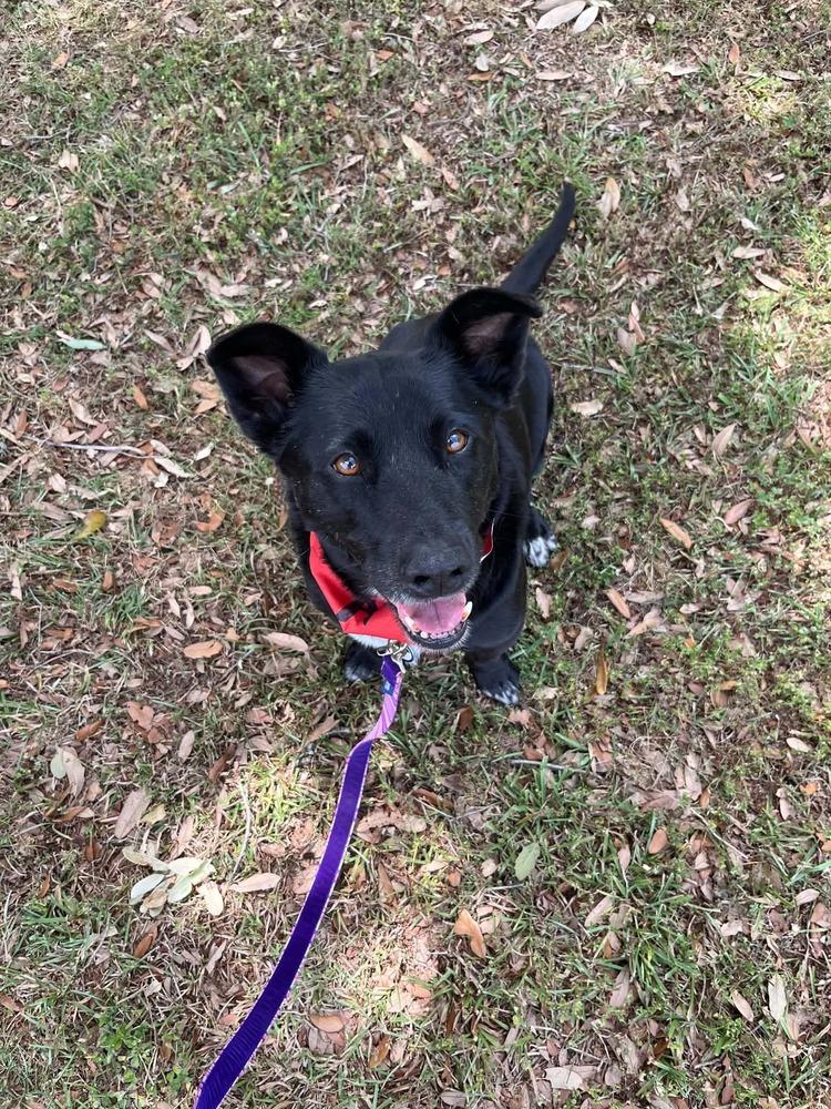Enlarge Bandit, a Adoptable mixed breed in Scott, LA image 6/6
