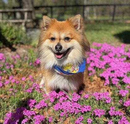Enlarge Pombon, a Adoptable Pomeranian in Midland, VA image 1/1