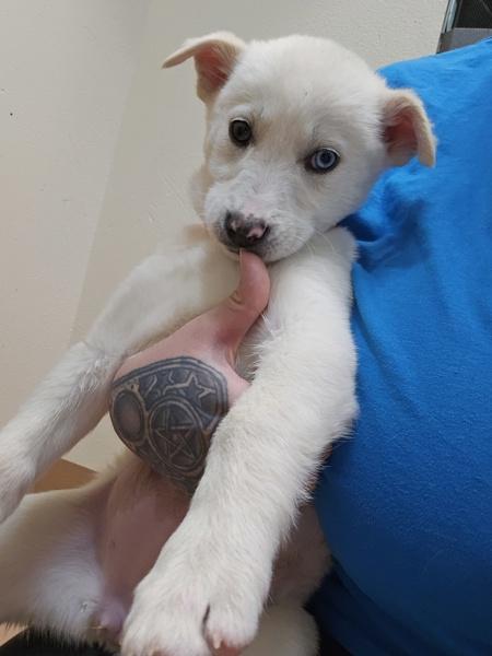Enlarge Mancala, a Adoptable mixed breed in Kennewick, WA image 1/1