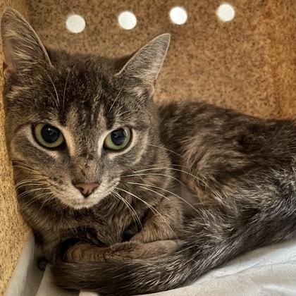Grace (Spirit Cat), Adoptable, Adult Female Domestic Short Hair.