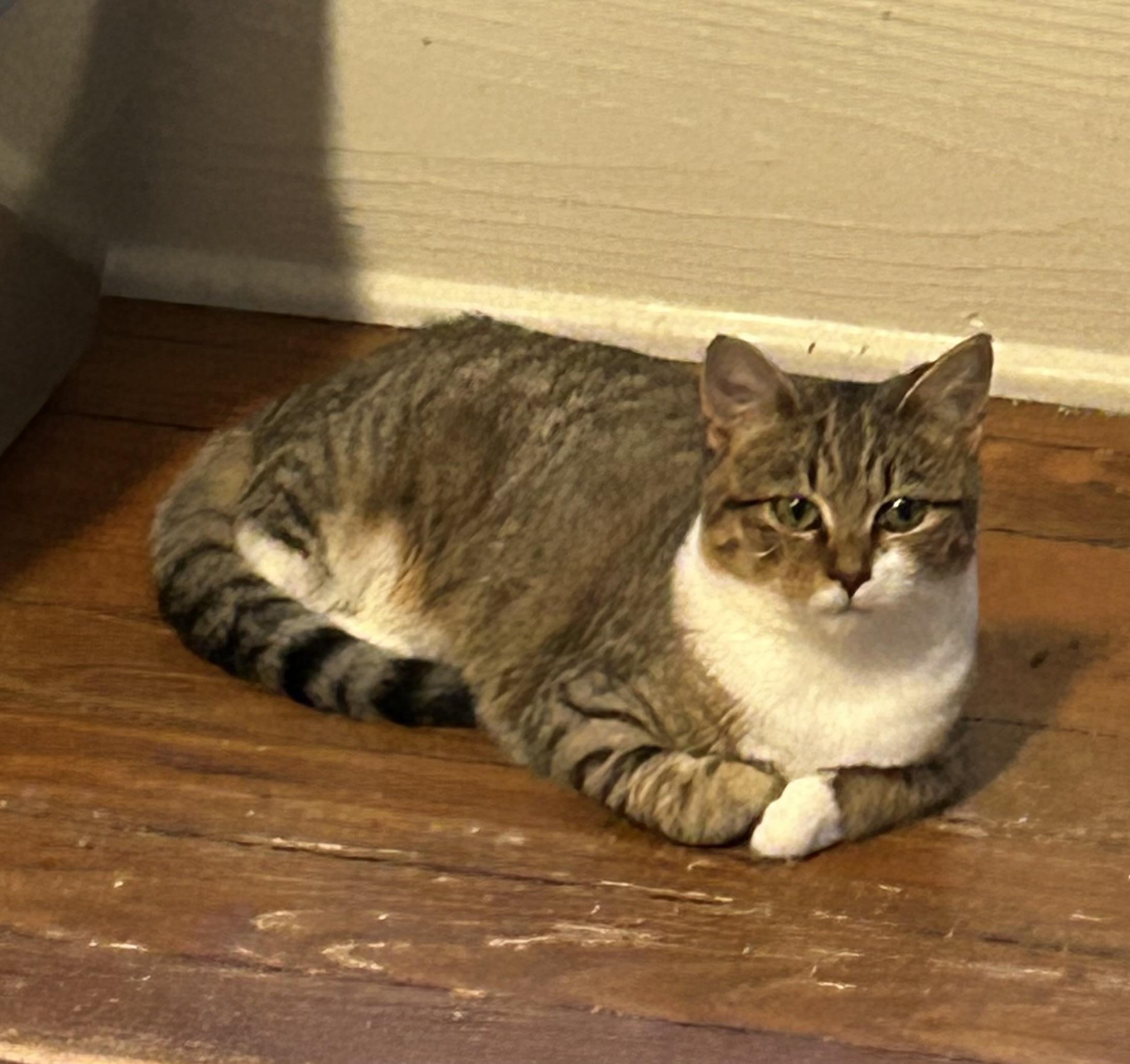 Ryn, Adoptable, Young Female Tabby.