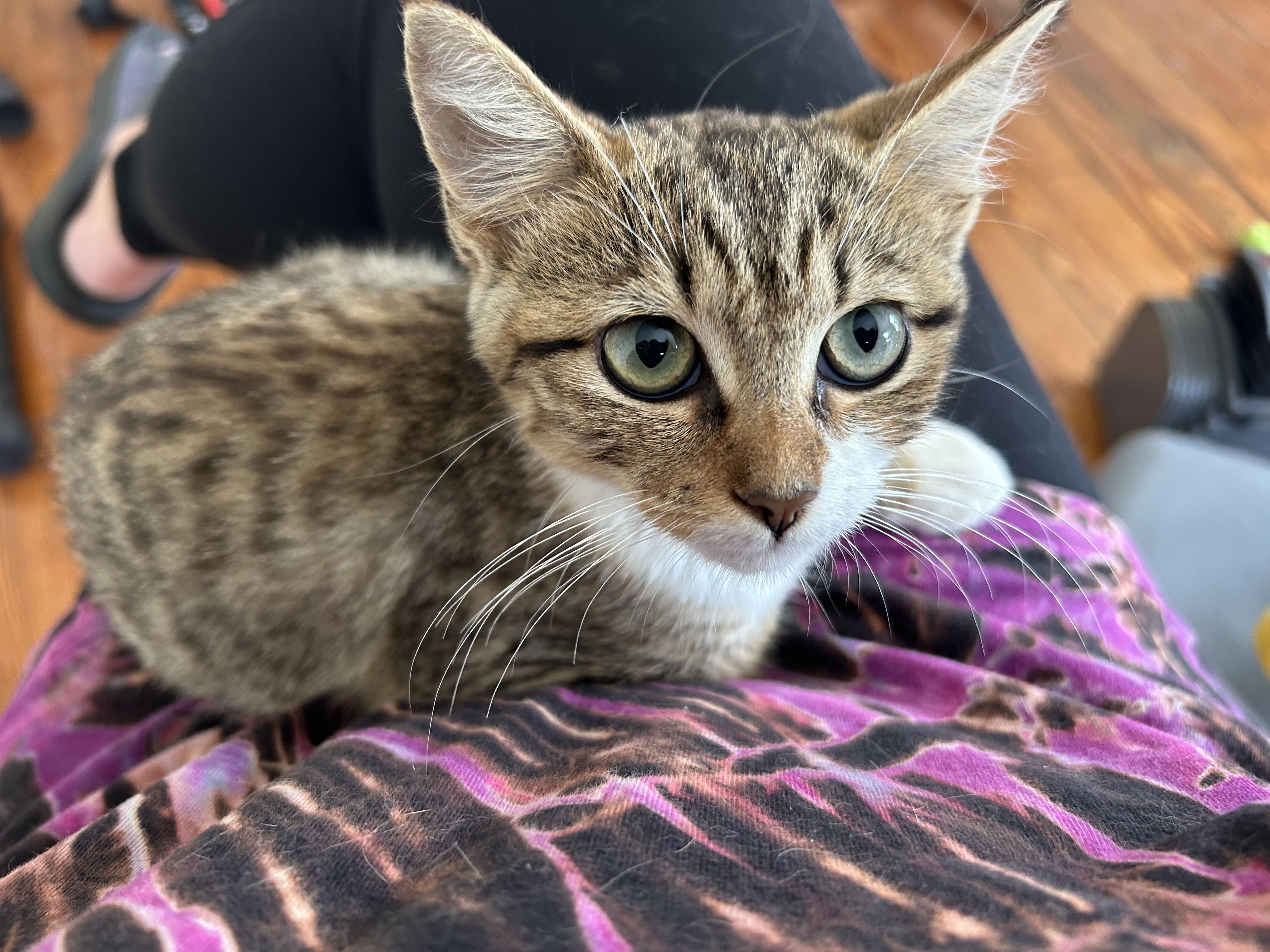 Ryn, a Adoptable Tabby in Bridgeton, NC image 2/5