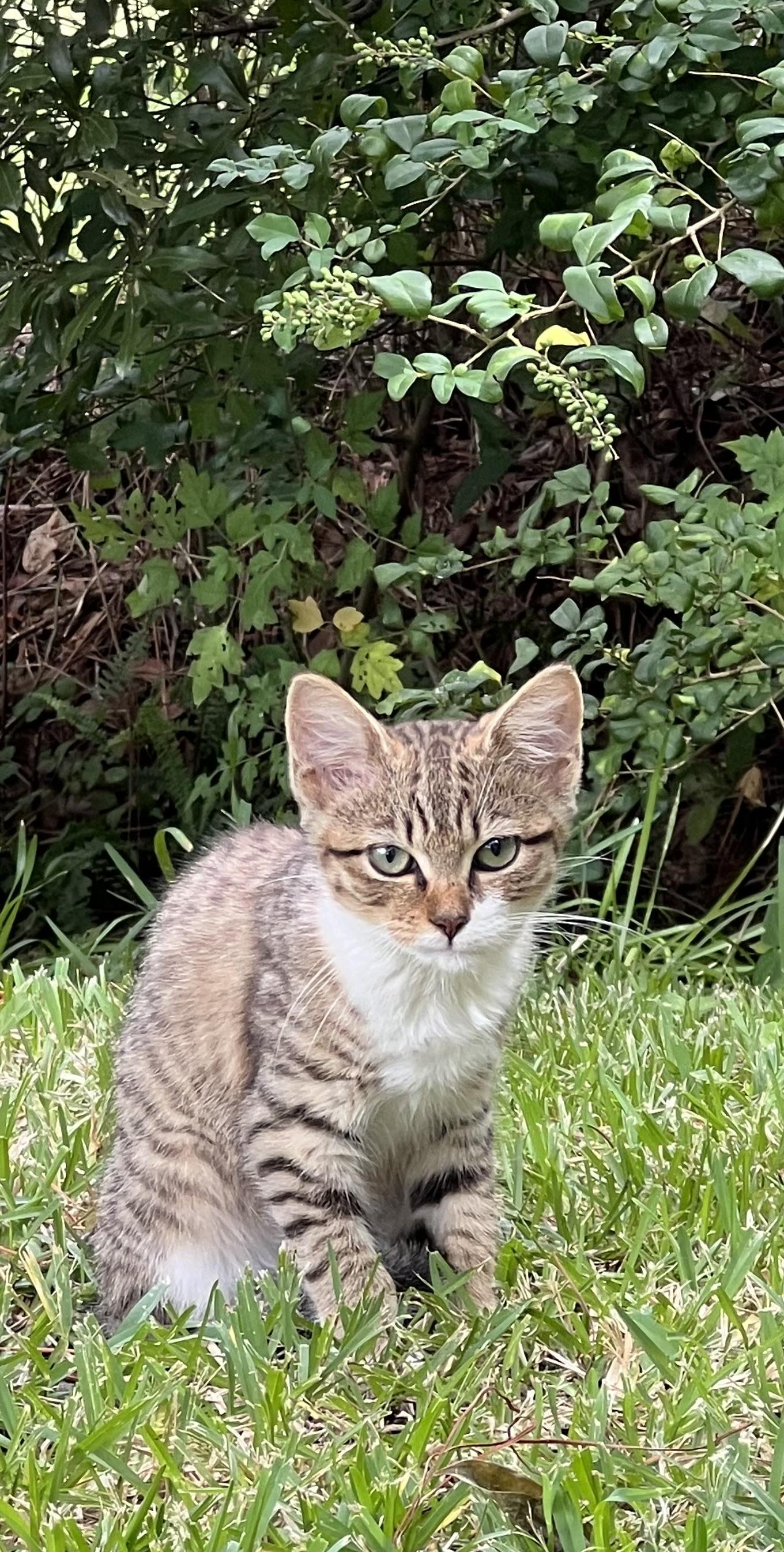 Ryn, a Adoptable Tabby in Bridgeton, NC image 3/5