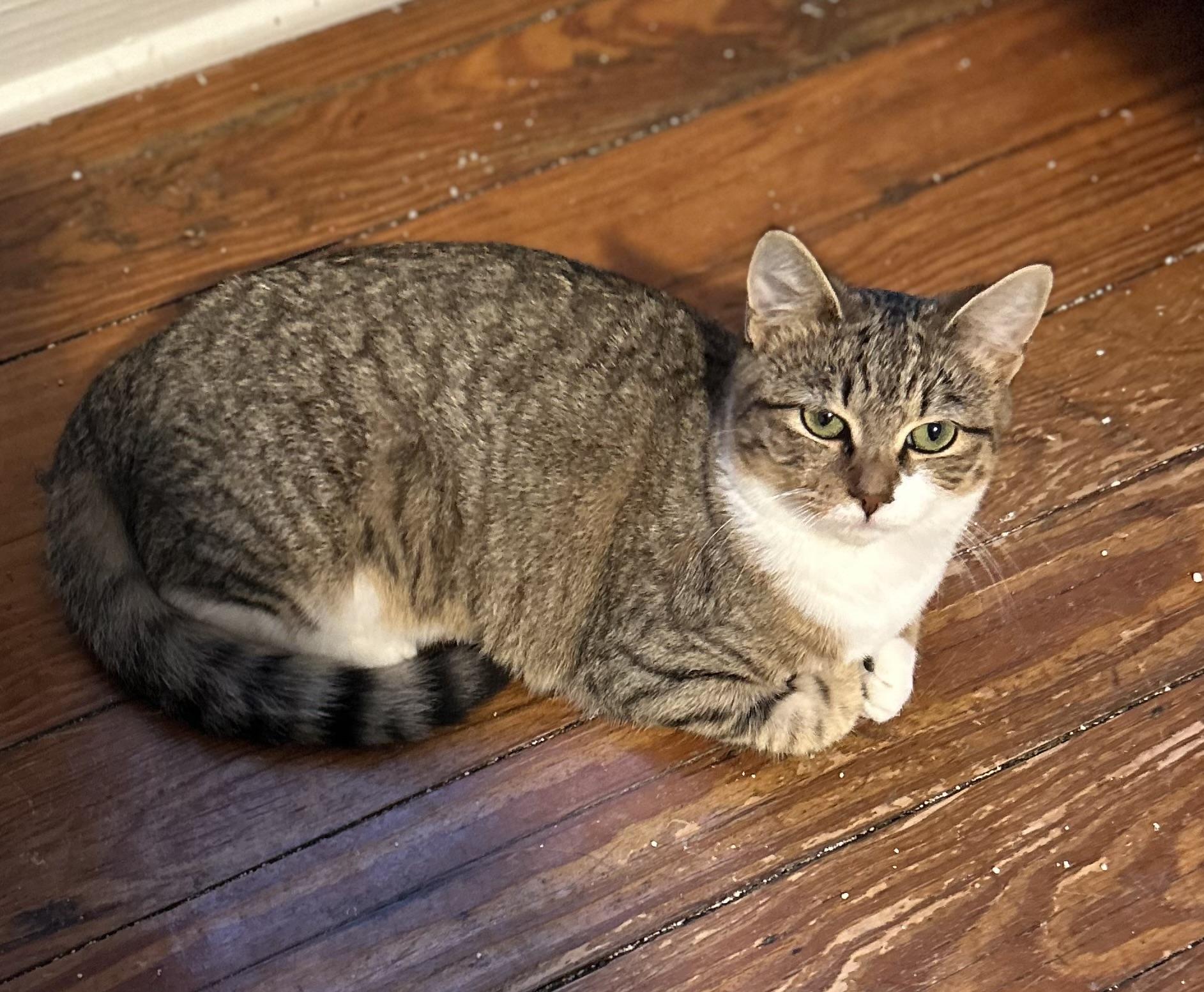 Ryn, a Adoptable Tabby in Bridgeton, NC image 5/5