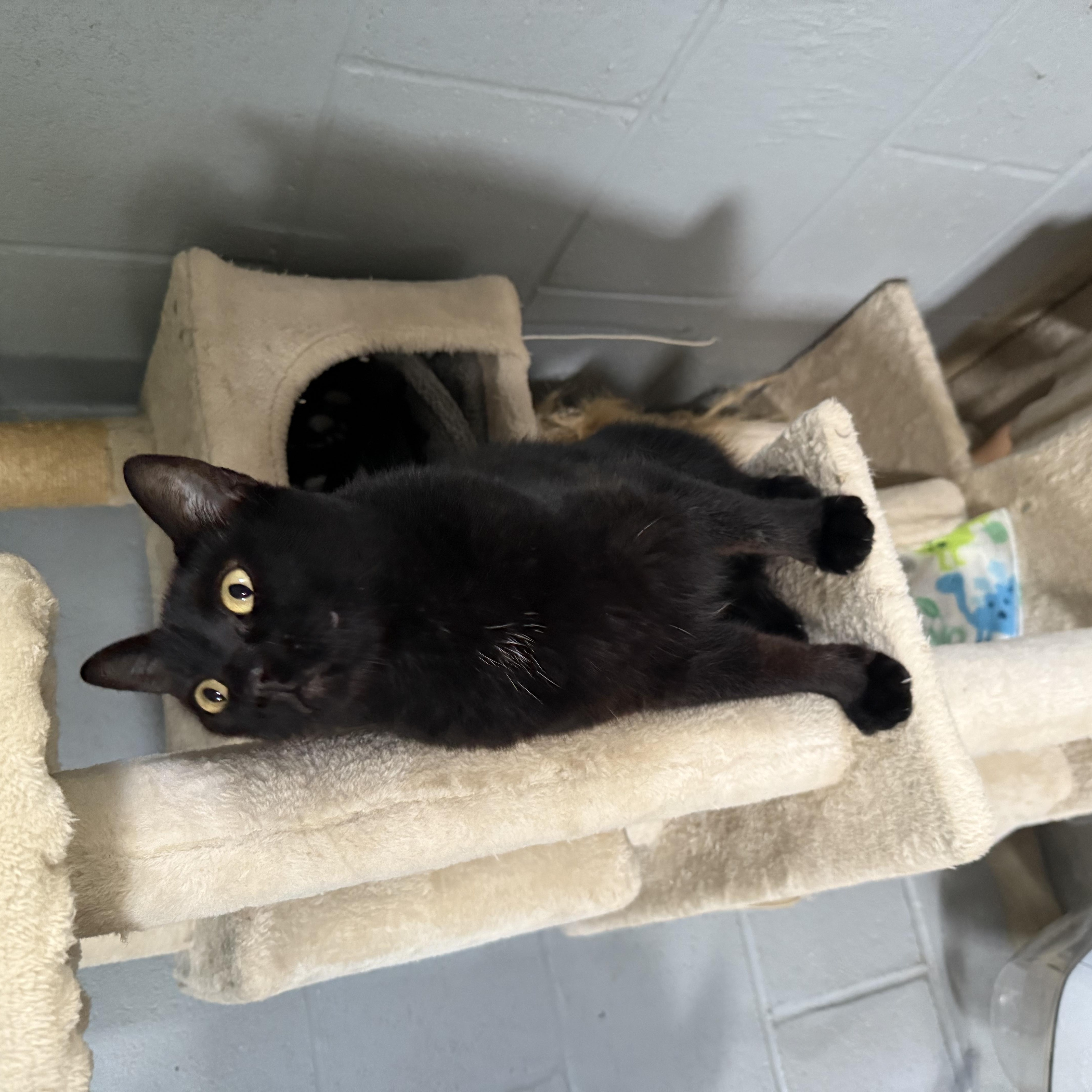 Enlarge Dahlia, a Adoptable Domestic Short Hair in Guthrie, OK image 4/4