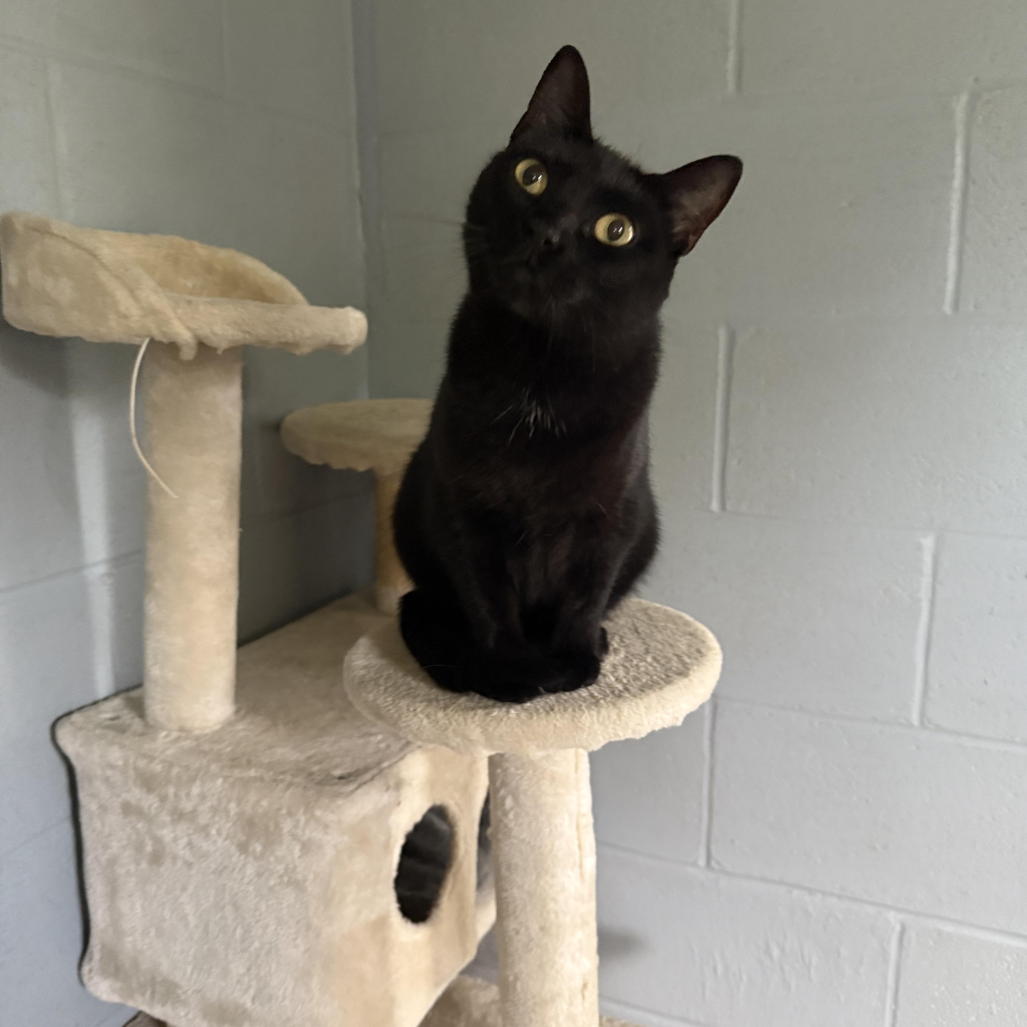 Enlarge Dahlia, a Adoptable Domestic Short Hair in Guthrie, OK image 2/4