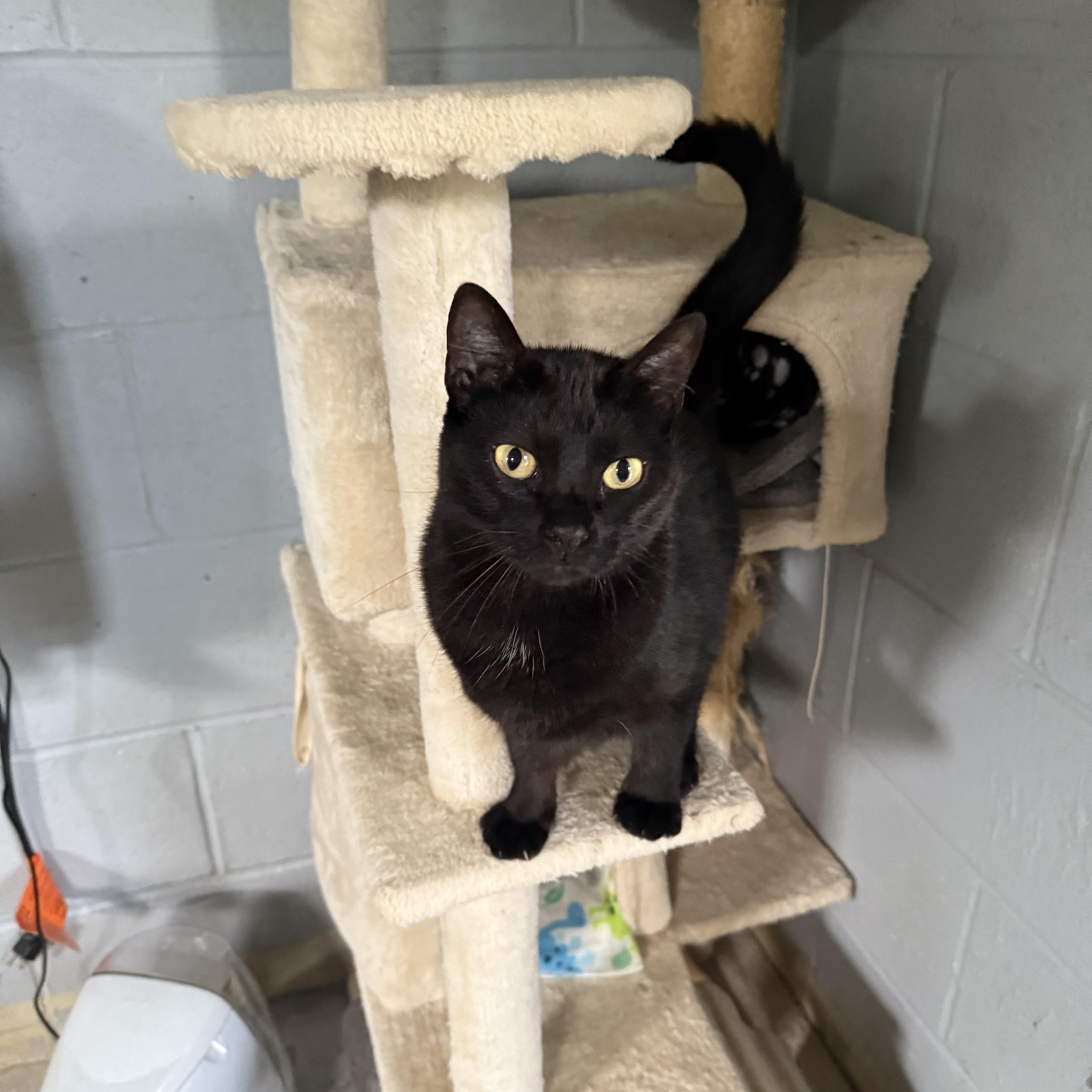 Enlarge Dahlia, a Adoptable Domestic Short Hair in Guthrie, OK image 3/4