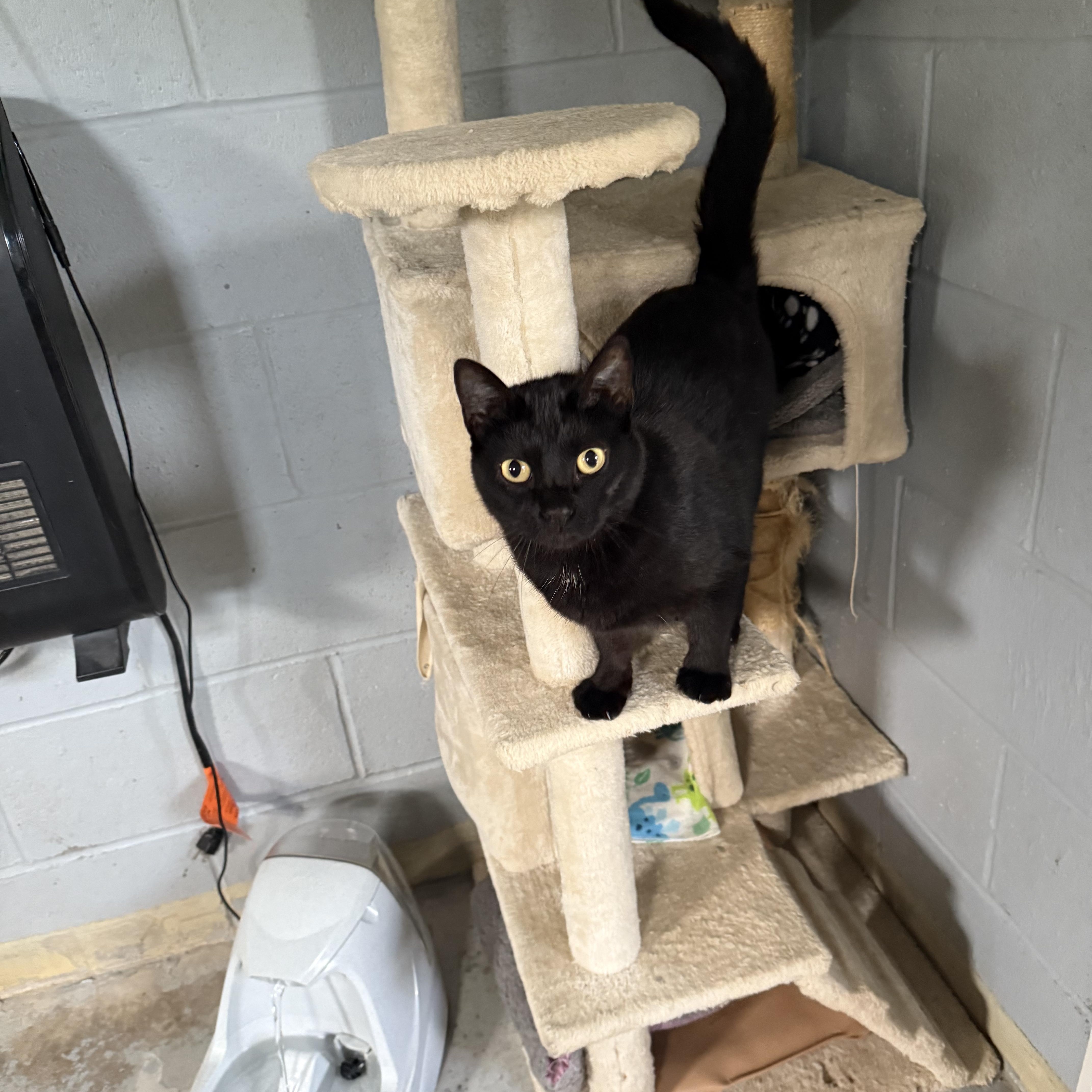 Dahlia, Adoptable, Adult Female Domestic Short Hair.