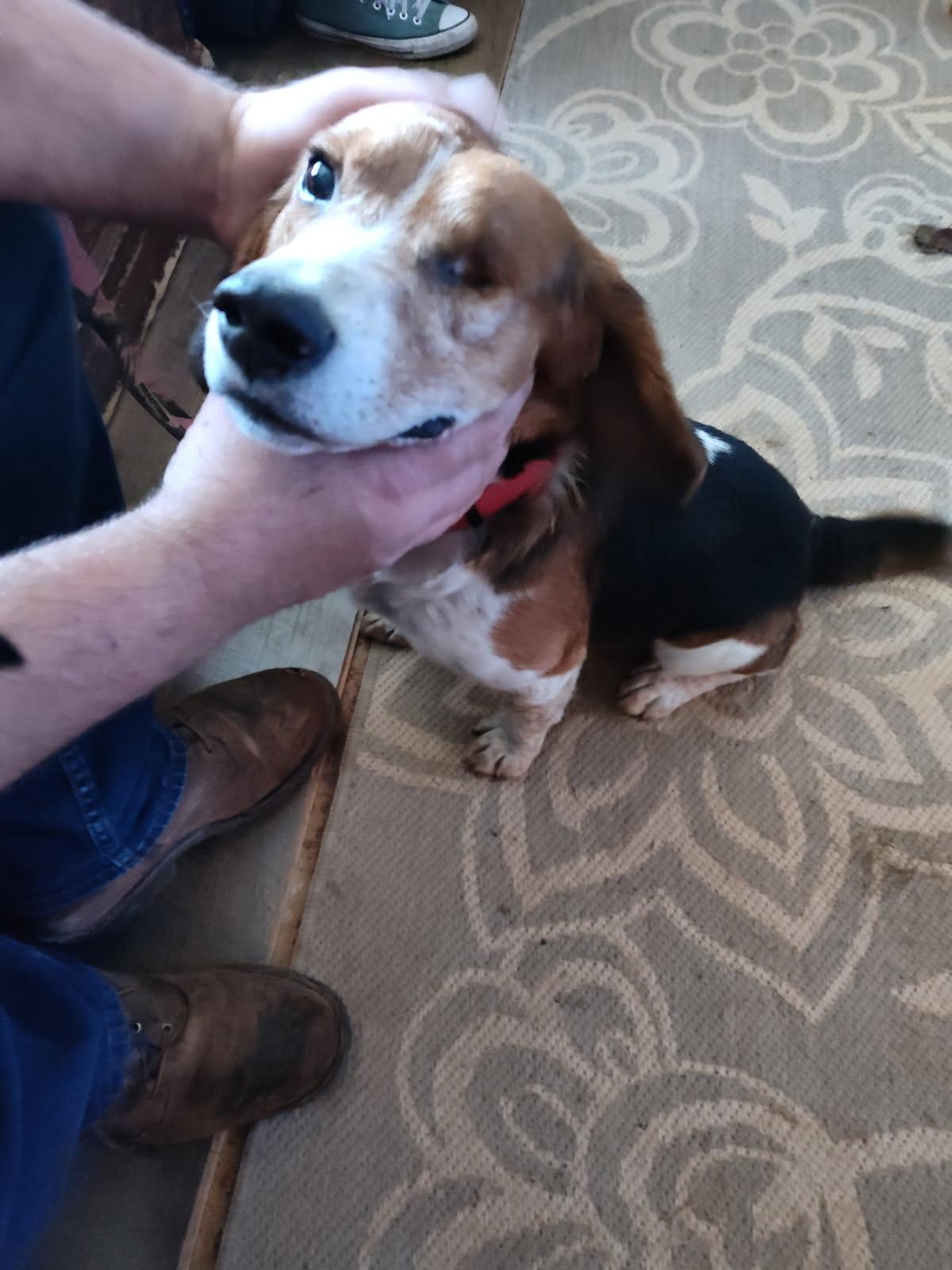 Enlarge One Eyed Willie, an adopted Beagle in Fincastle, VA image 1/1