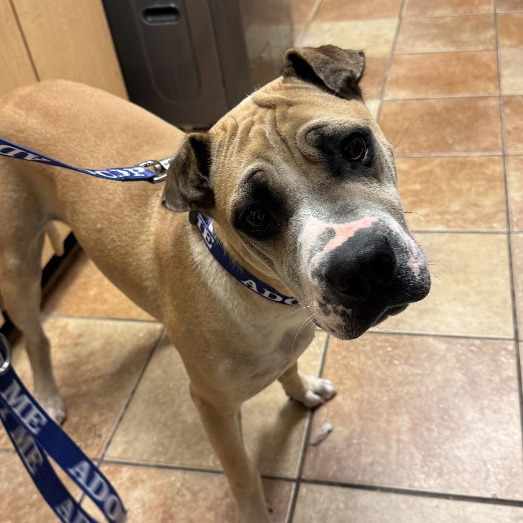 Enlarge FWT Marlon, a Adoptable Mixed Breed in Midland, TX image 1/1